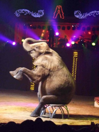 Spectacle_elephant_3.JPG